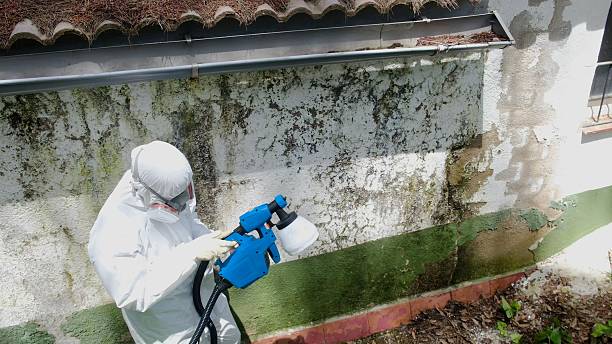 Top rated local Mold Remediation specialists in Meyersdale, PA